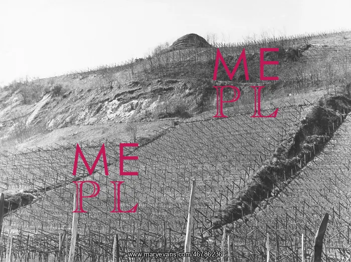 : Vineyard with bunker : Vineyard with bunker