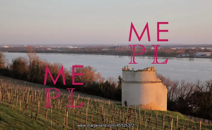 : Vineyard, Chateau d'Eyquem, Sauternes, Aquitaine, France : Vineyard, Chateau d'Eyquem, Sauternes, Aquitaine, France
