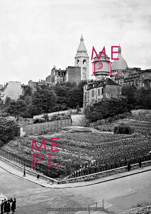 : Vineyard on the Montmartre, 1942 : Vineyard on the Montmartre, 1942