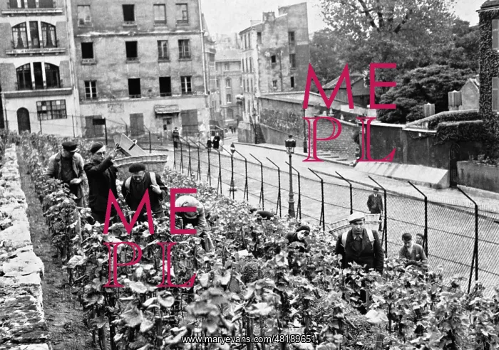 : Vineyard plantation on Montmarte, 1941 : Vineyard plantation on Montmarte, 1941