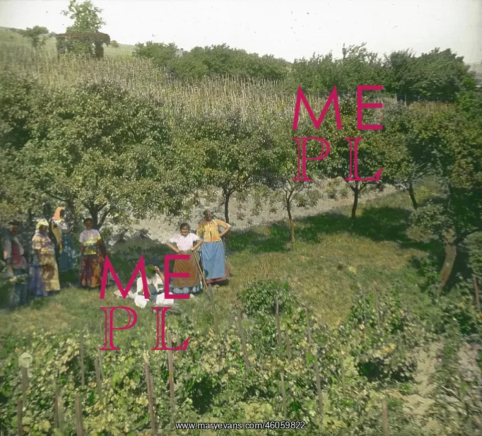 : Vineyard in Sievering : Vineyard in Sievering
