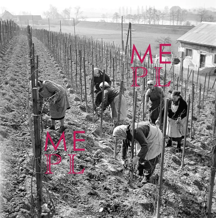 : Vineyard - wine - spring upkeeping : Vineyard - wine - spring upkeeping