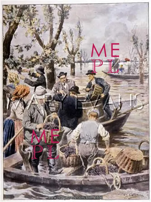 : VINEYARDS FLOODED 1907 : VINEYARDS FLOODED 1907
