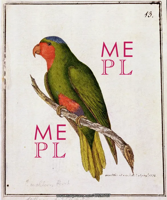 : Vini australis, blue-crowned lorikeet : Vini australis, blue-crowned lorikeet
