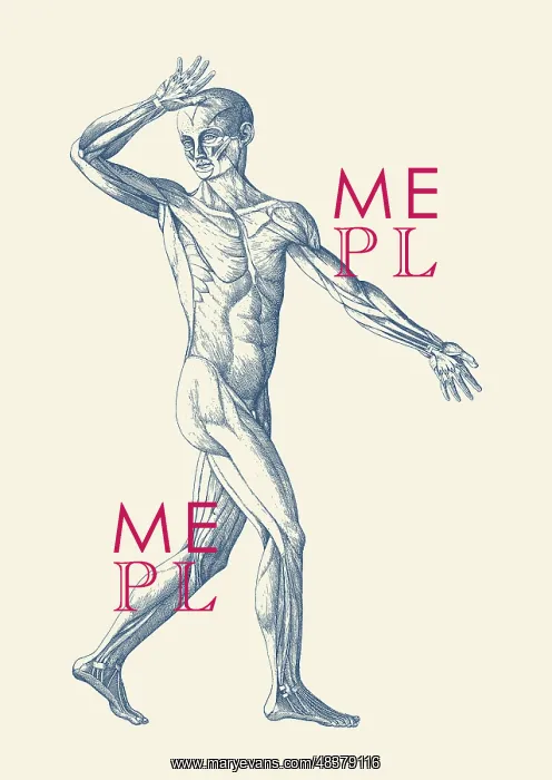 : Vintage anatomy print features an artistic view : Vintage anatomy print features an artistic view