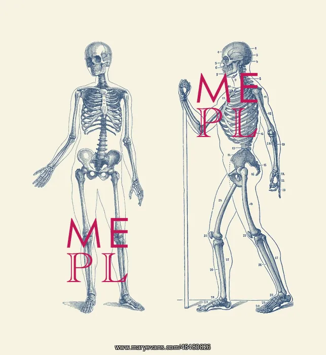 : Vintage anatomy print features a dual view of a skeleton : Vintage anatomy print features a dual view of a skeleton