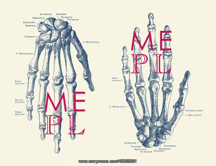 : Vintage anatomy print features the hand of a human : Vintage anatomy print features the hand of a human