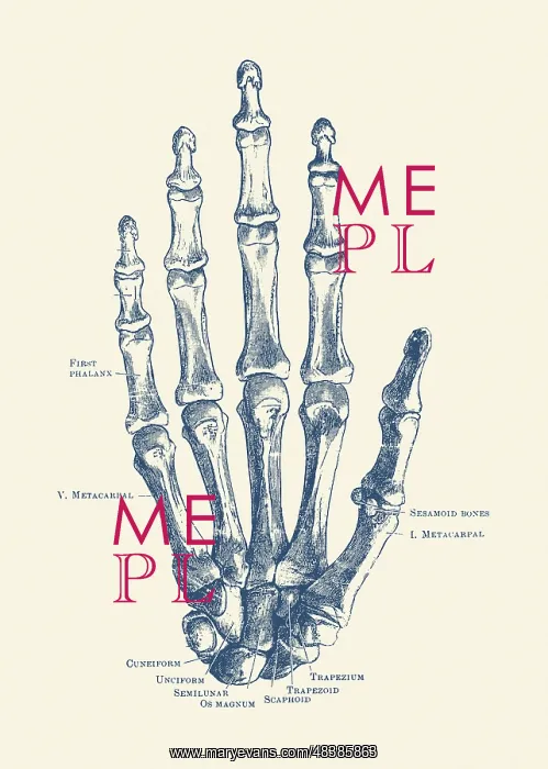 : Vintage anatomy print features the hand of a human : Vintage anatomy print features the hand of a human