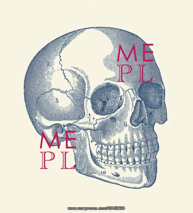 : Vintage anatomy print features the skull of a : Vintage anatomy print features the skull of a