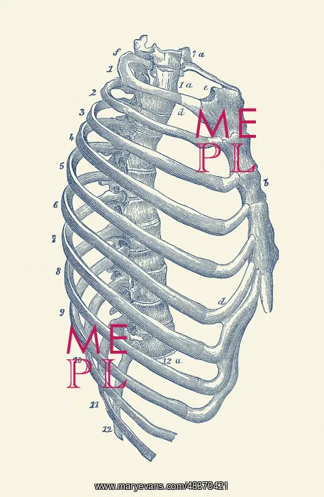 : Vintage anatomy print features the side view of : Vintage anatomy print features the side view of