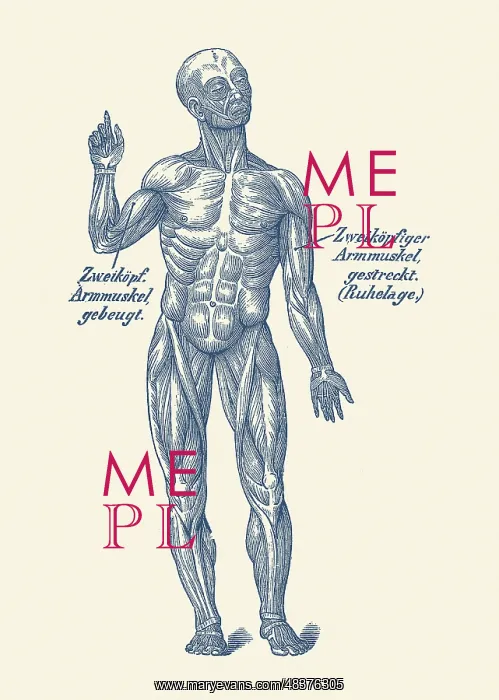 : Vintage anatomy print of a forward facing view : Vintage anatomy print of a forward facing view