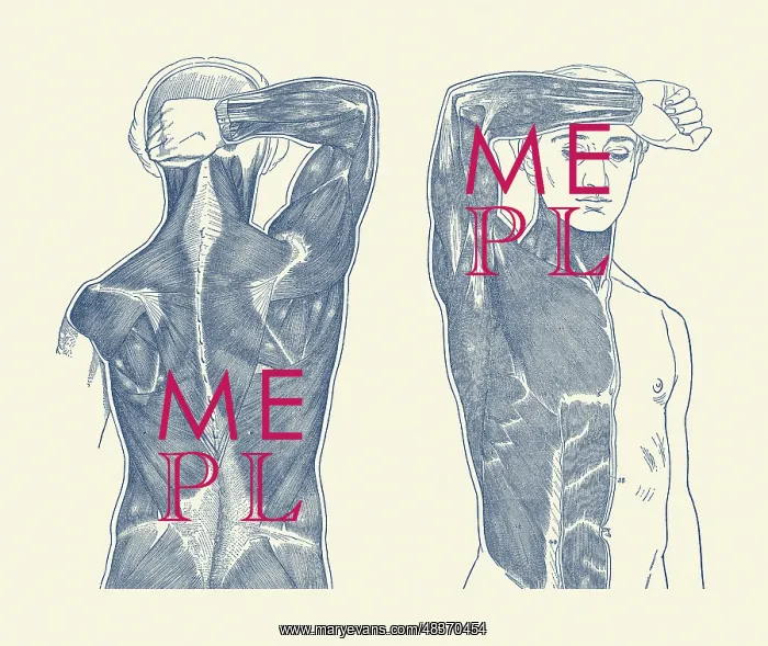 : Vintage anatomy print showing a front and back : Vintage anatomy print showing a front and back