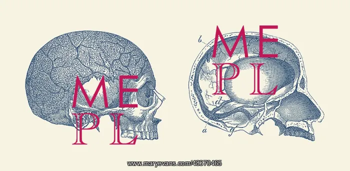 : Vintage anatomy print showing the side and inside : Vintage anatomy print showing the side and inside