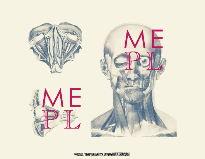 : Vintage anatomy print showing multiple views of : Vintage anatomy print showing multiple views of