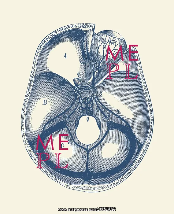 : Vintage anatomy print showing a top view of the : Vintage anatomy print showing a top view of the