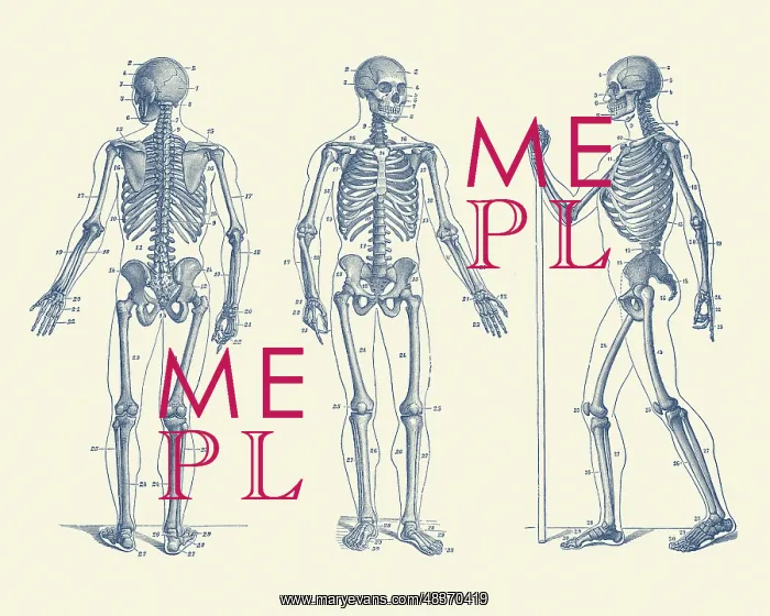 : Vintage anatomy print of a skeleton facing three : Vintage anatomy print of a skeleton facing three