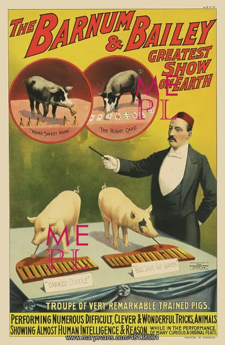 : Vintage circus poster of a trainer and his pigs : Vintage circus poster of a trainer and his pigs
