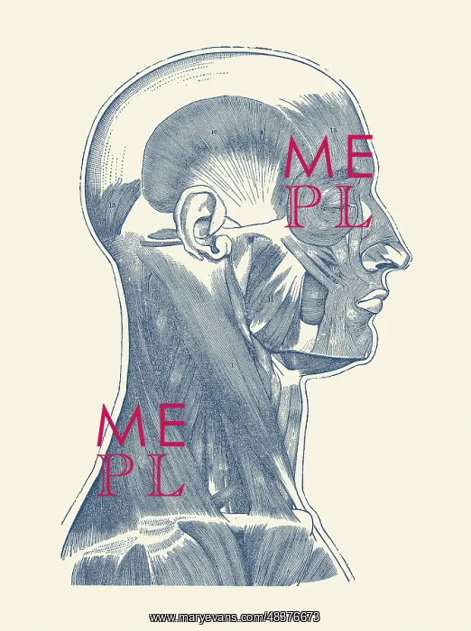 : Vintage diagram of the muscles located within : Vintage diagram of the muscles located within