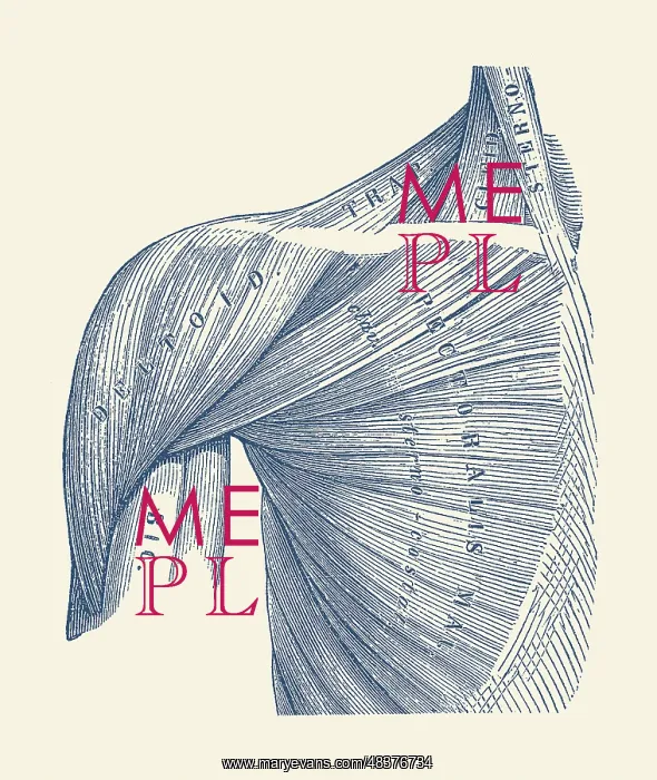 : Vintage diagram of the muscles within the upper : Vintage diagram of the muscles within the upper