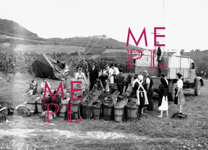 : Vintage at the Kahlenberg : Vintage at the Kahlenberg