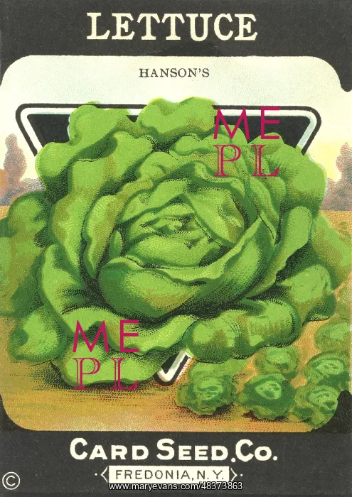 : Vintage lettuce seed packet : Vintage lettuce seed packet