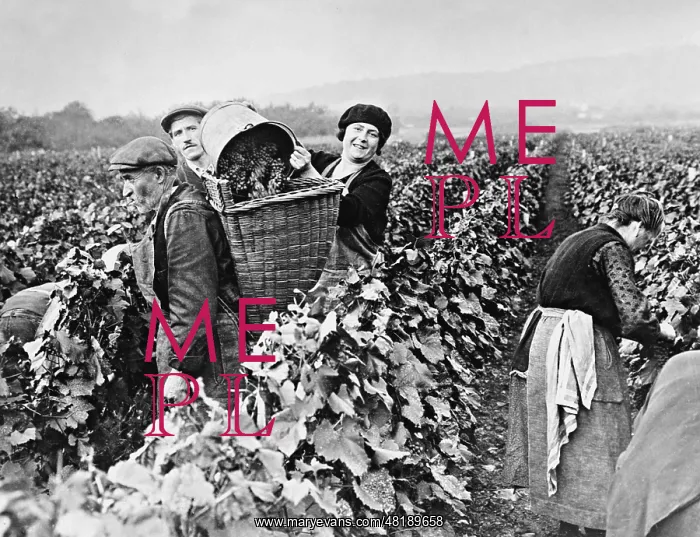 : Vintage near Paris, 1930 : Vintage near Paris, 1930