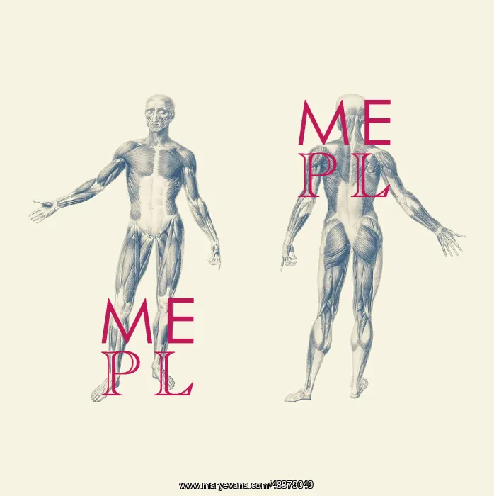 : Vintage print of the human muscular system from : Vintage print of the human muscular system from