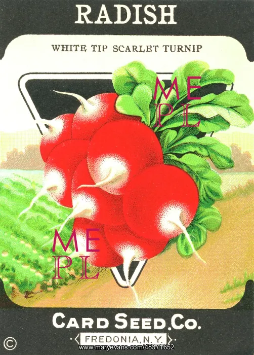 : Vintage radish seed packet : Vintage radish seed packet
