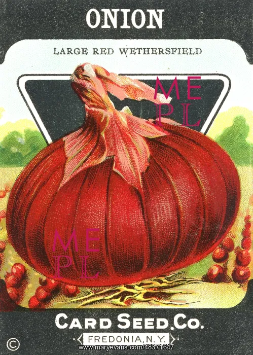 : Vintage red onion seed packet : Vintage red onion seed packet