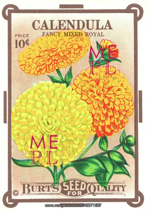 : Vintage seed packet: Calendula : Vintage seed packet: Calendula