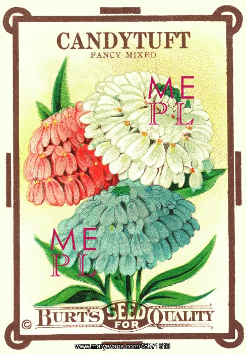 : Vintage seed packet: Candytuft : Vintage seed packet: Candytuft