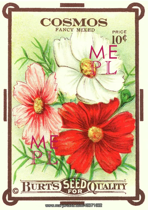 : Vintage seed packet: Cosmos : Vintage seed packet: Cosmos