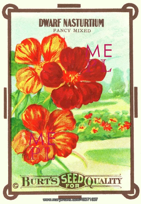 : Vintage seed packet: Dwarf Nasturtium : Vintage seed packet: Dwarf Nasturtium