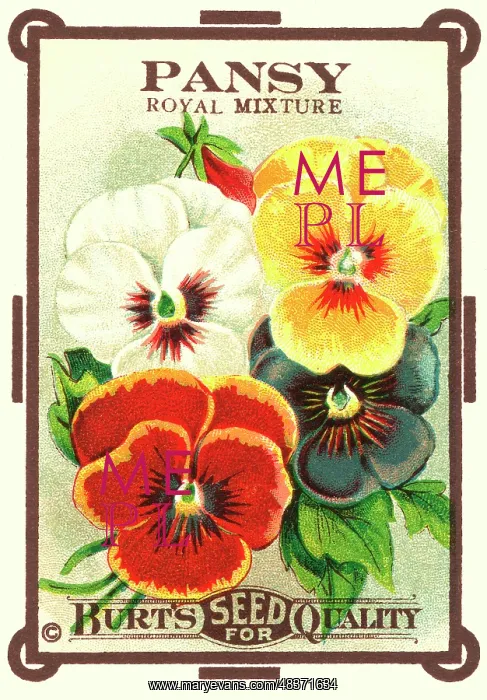 : Vintage seed packet: Pansy : Vintage seed packet: Pansy