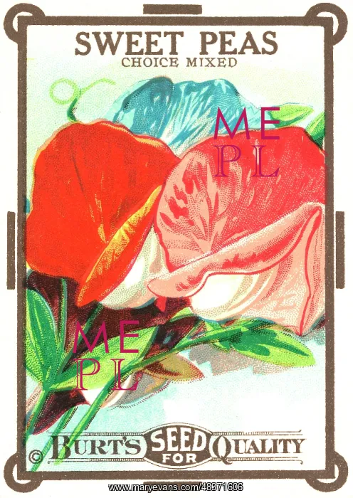 : Vintage seed packet: Sweetpea : Vintage seed packet: Sweetpea