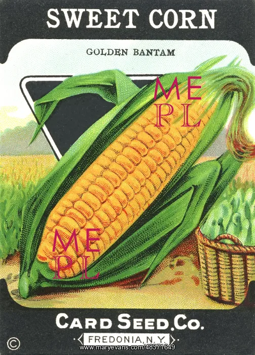 : Vintage sweetcorn seed packet : Vintage sweetcorn seed packet