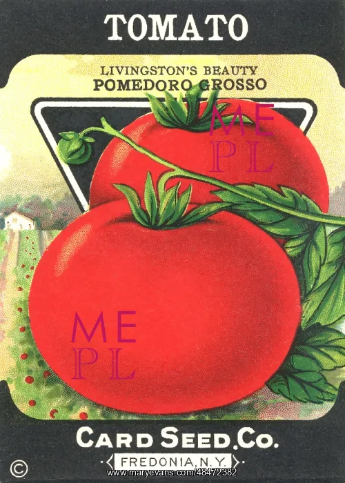 : Vintage tomato seed packet : Vintage tomato seed packet