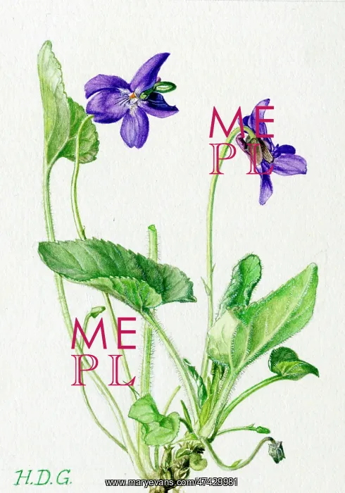  : Viola hirta