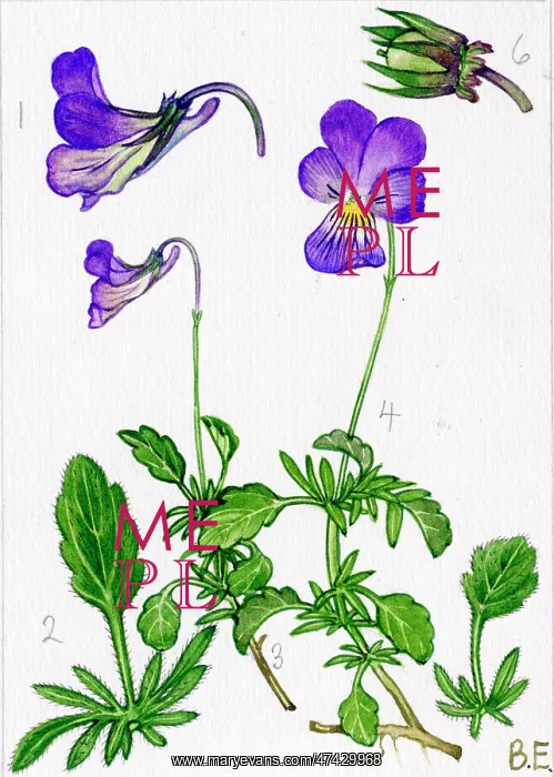  : Viola lutea