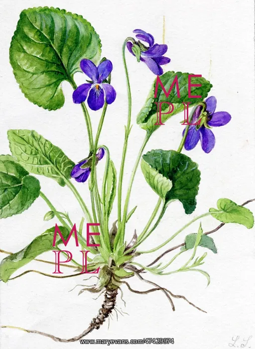  : Viola odorata