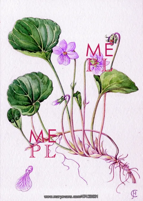  : Viola palustris