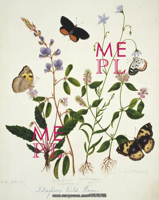 : Viola patrinii and wild flowers : Viola patrinii and wild flowers