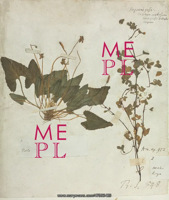  : Viola specimen taken from Hans Sloane Vol.211 page 29