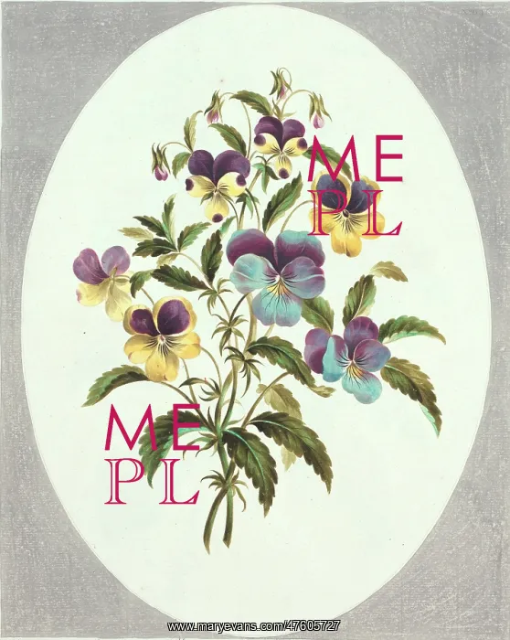 : Viola sp. Plate 62 from Flowers by John Edwards, 1795 : Viola sp. Plate 62 from Flowers by John Edwards, 1795