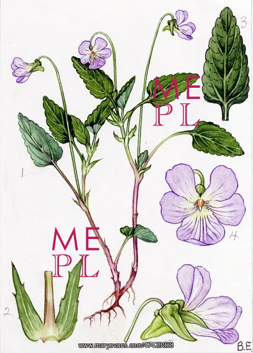  : Viola stagnina