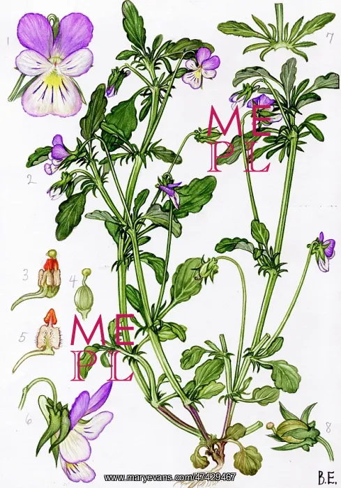  : Viola tricolor