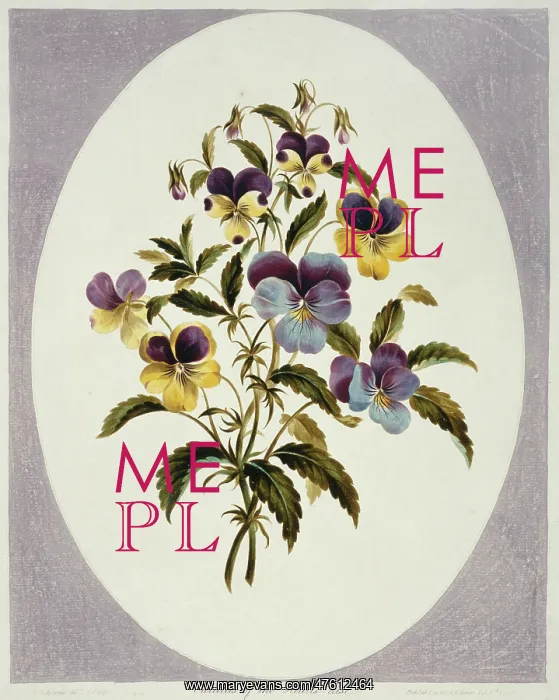 : Viola tricolor, heartsease : Viola tricolor, heartsease