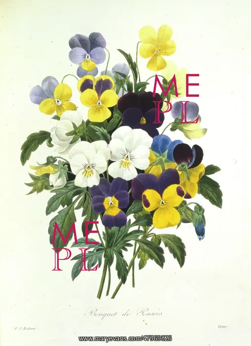 : Viola tricolor, pansy : Viola tricolor, pansy