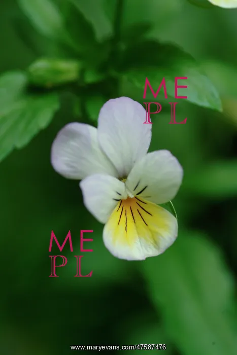 : Viola tricolor, wild pansy : Viola tricolor, wild pansy
