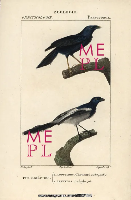 : Violaceous crow, Corvus violaceus, and magpie : Violaceous crow, Corvus violaceus, and magpie